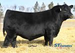Purebred Registered Angus Beef Embryo for sale | Westmoreland, KS